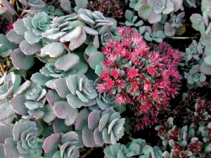 Sedum+cauticola+lidakense1