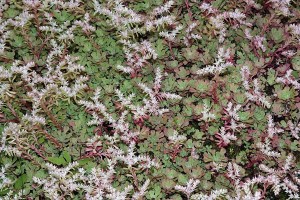 Sedum glaucophyllum