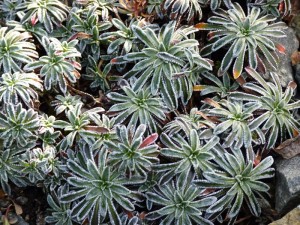 Saxifraga_paniculata_'Carniolica'_3