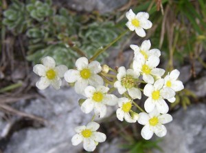 Saxifraga_paniculata_a3