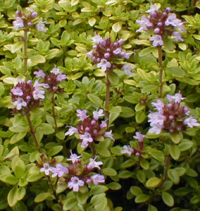 thymus_citriodorus_aureus