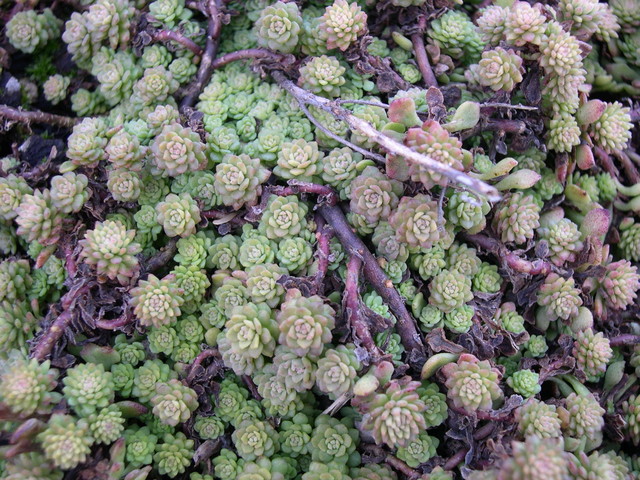 Sedum glaucophyllum _1_