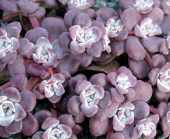 sedum_spathulifolium_purpureum01