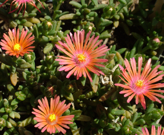 delosperma_badenia_salmon01